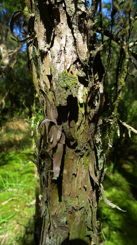 Image of Kunzea serotina by (c) Sarah Richardson, some rights reserved (CC BY)