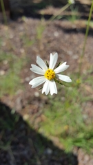 Cosmos parviflorus