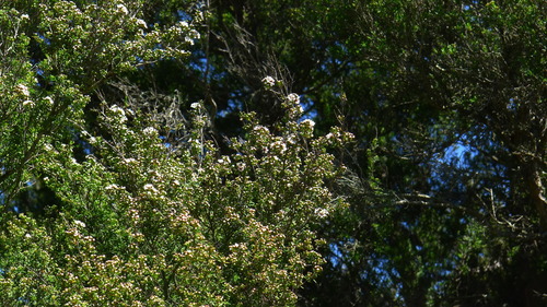 Image of Kunzea serotina by (c) Sarah Richardson, some rights reserved (CC BY)