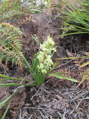Aciphylla traversii