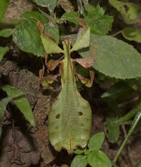 Pulchriphyllium bioculatum