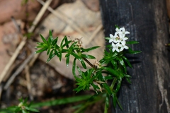 Asperula scoparia