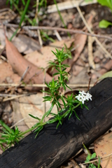 Asperula scoparia