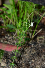 Asperula scoparia