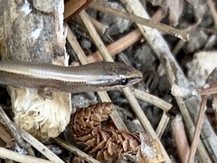 Ablepharus rueppellii