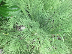 Aciphylla dieffenbachii