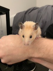 Mesocricetus auratus