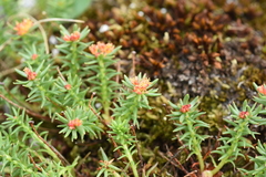 Rhodiola quadrifida
