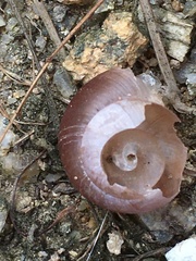 Quantula
