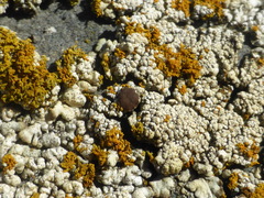 Myriolecis straminea