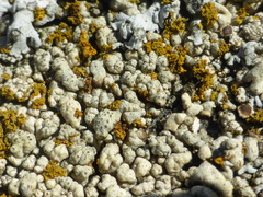 Myriolecis straminea