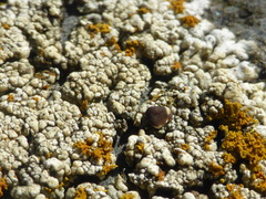 Myriolecis straminea