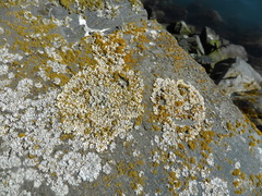 Myriolecis straminea