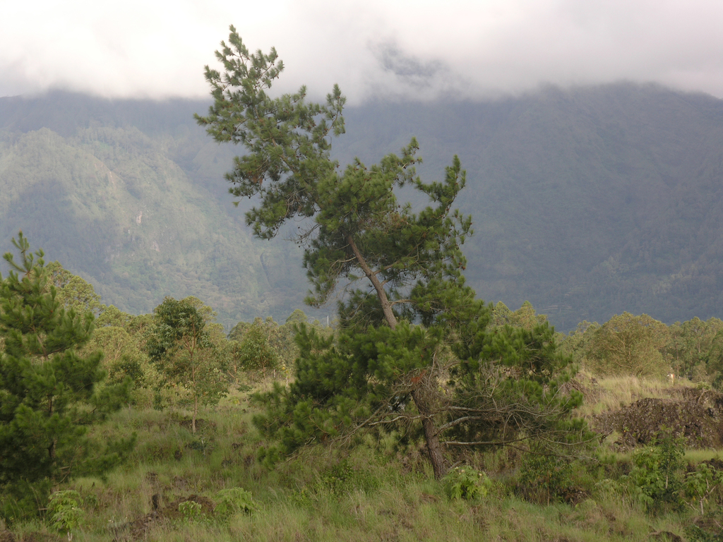 Thông hai lá – Pinus merkusii