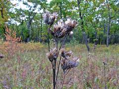 Saussurea maximowiczii