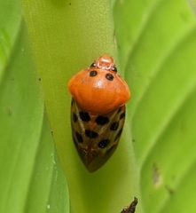 Cosmoscarta septempunctata