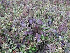 Saussurea maximowiczii