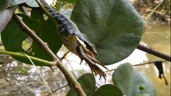 Dendrelaphis pictus