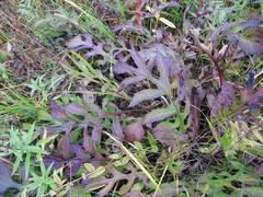 Saussurea maximowiczii