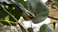 Dendrelaphis pictus