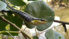 Dendrelaphis pictus