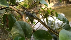 Dendrelaphis pictus