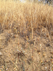 Eriogonum nudum auriculatum