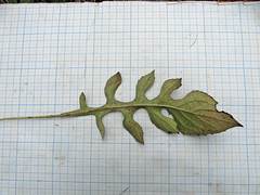 Saussurea maximowiczii