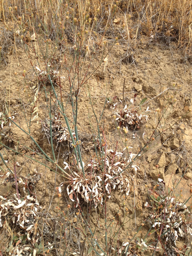 iNaturalist observation photo of ear-shaped wild buckwheat