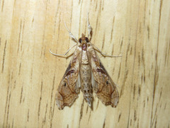 Terastia africana