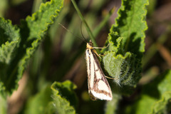 Loxostege venustalis