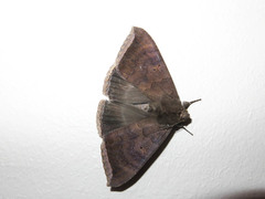 Achaea finita