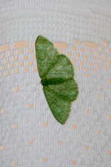 Prasinocyma immaculata