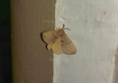Stenoglene obtusa