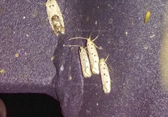 Ethmia circumdatella