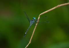Hylaeothemis apicalis