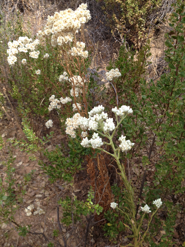 iNaturalist observation photo of California cudweed