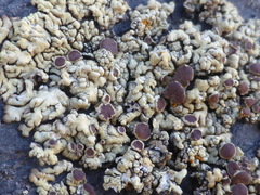 Myriolecis straminea