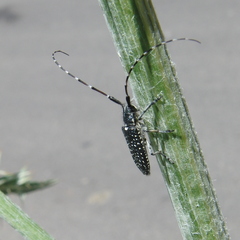 Agapanthia irrorata