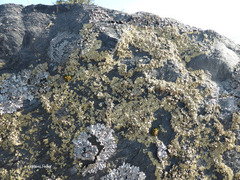 Myriolecis straminea