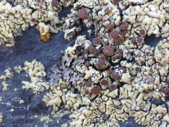 Myriolecis straminea