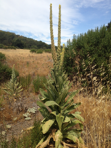 iNaturalist observation photo of great mullein