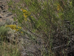Solidago spectabilis