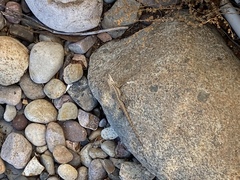 Sceloporus occidentalis