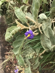 Solanum lycocarpum
