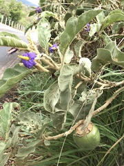 Solanum lycocarpum