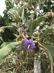 Solanum lycocarpum