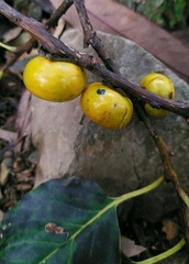 Diospyros japonica