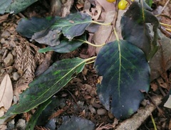 Diospyros japonica