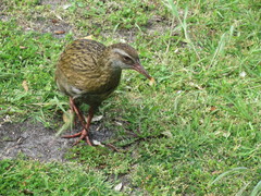 Gallirallus australis hectori